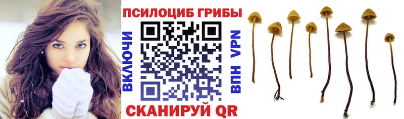 Купить где  Тихорецк  Галлюциногенные грибы Cubensis 